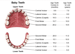 Diagram of primary teeth